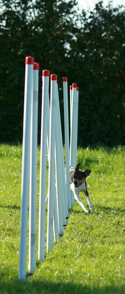 Dansk svensk gaardhund Pixel  <3 - Agility træning 27.09.2013 billede 24