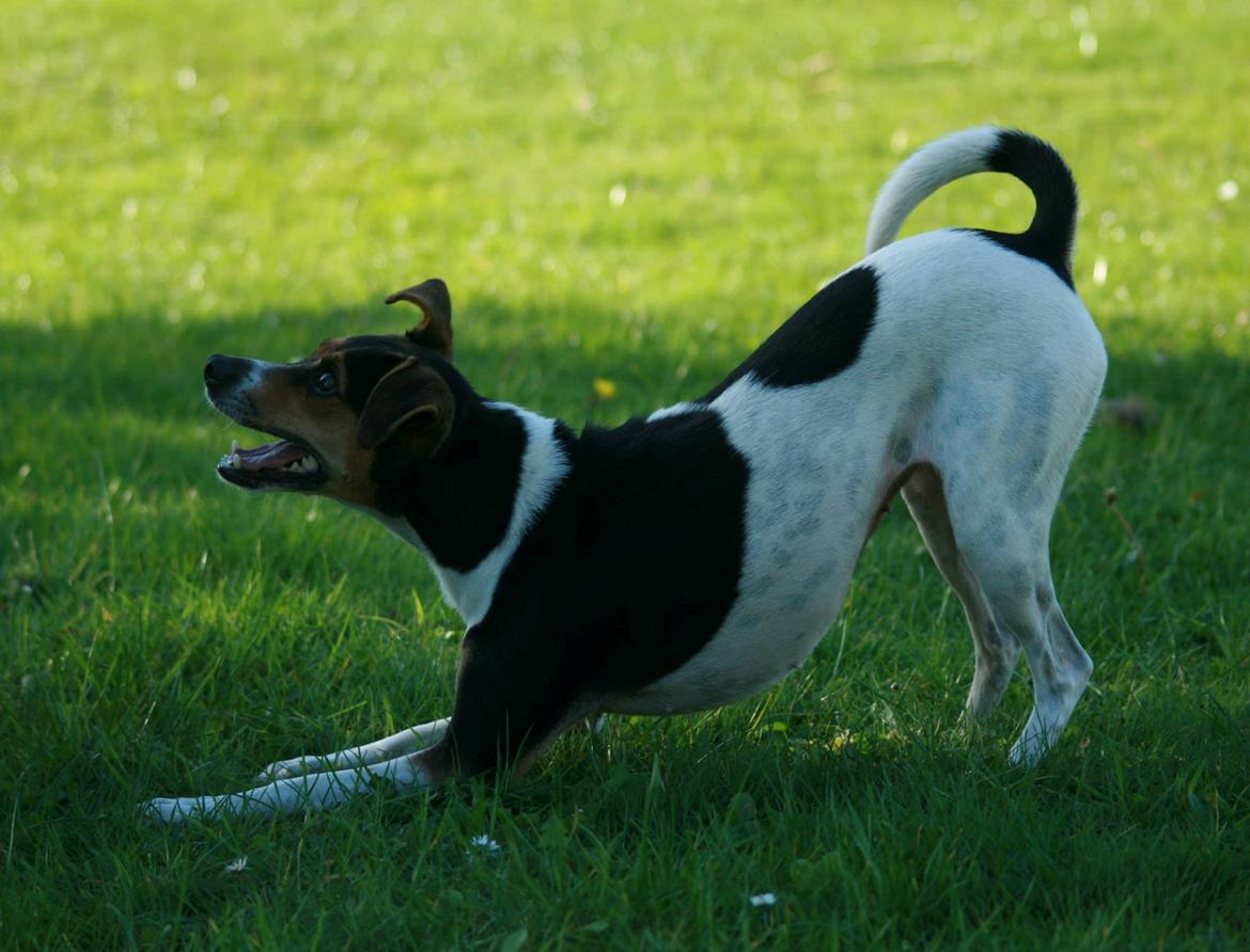 Dansk svensk gaardhund Pixel  <3 - Agility træning 27.09.2013 billede 25