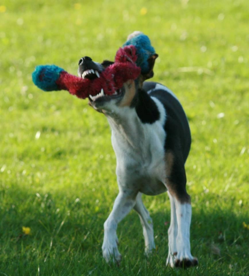 Dansk svensk gaardhund Pixel  <3 - Agility træning 27.09.2013 billede 26