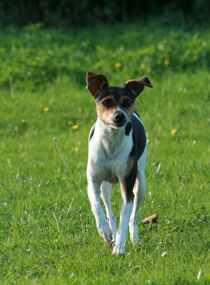 Dansk svensk gaardhund Pixel  <3 - Agility træning 27.09.2013 billede 27