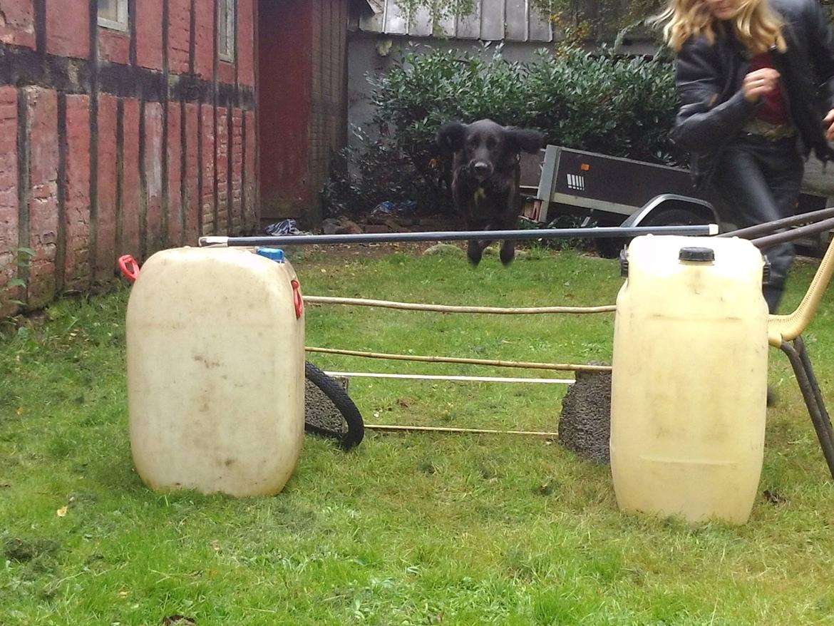 Blanding af racer Nala billede 3