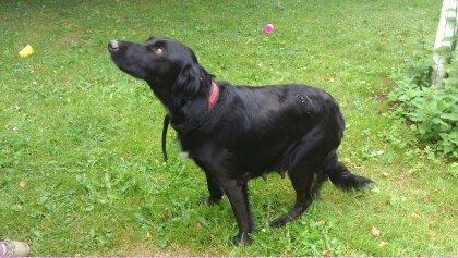 Blanding af racer Nala billede 9