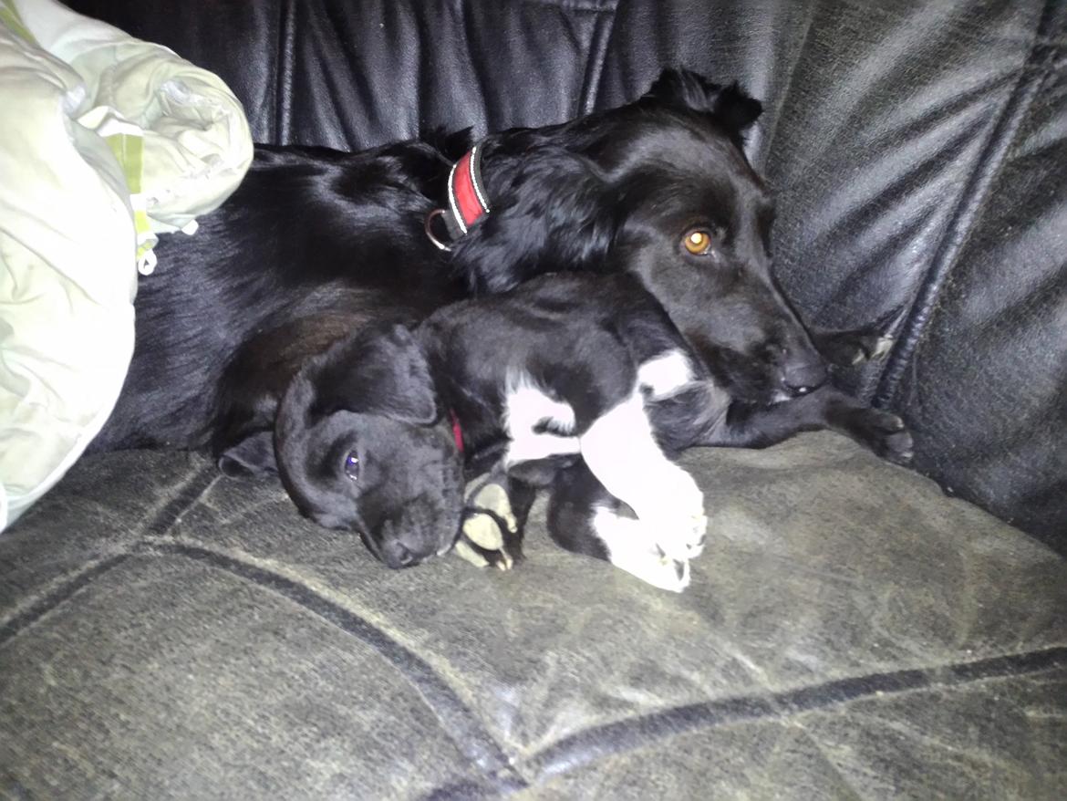 Blanding af racer Nala billede 5