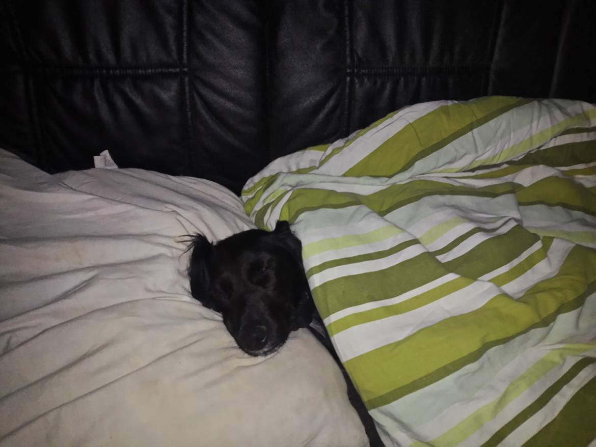 Blanding af racer Nala billede 10