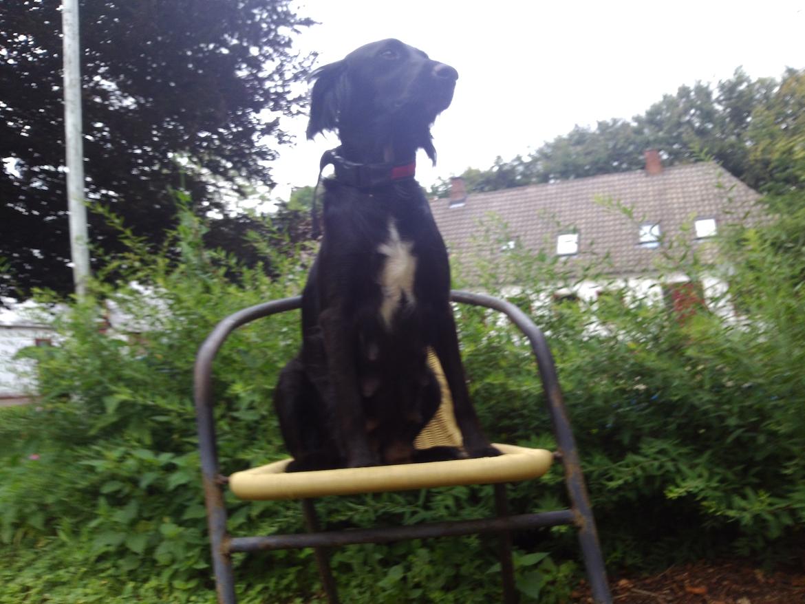 Blanding af racer Nala billede 2