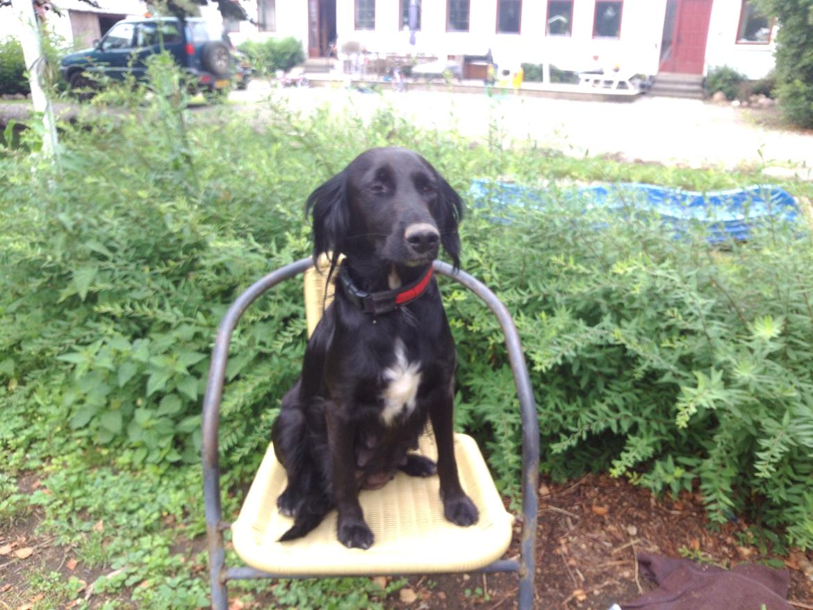 Blanding af racer Nala billede 8