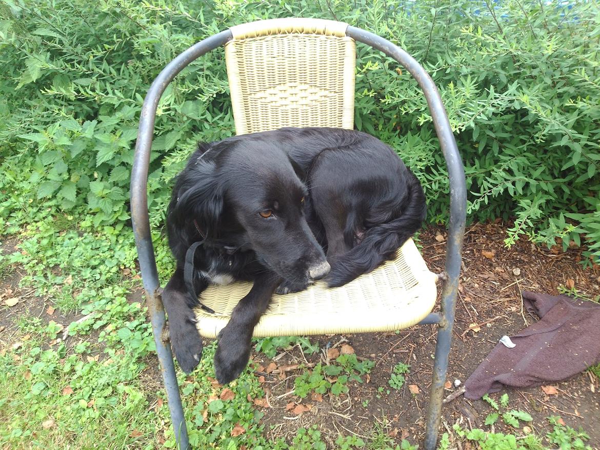 Blanding af racer Nala billede 6