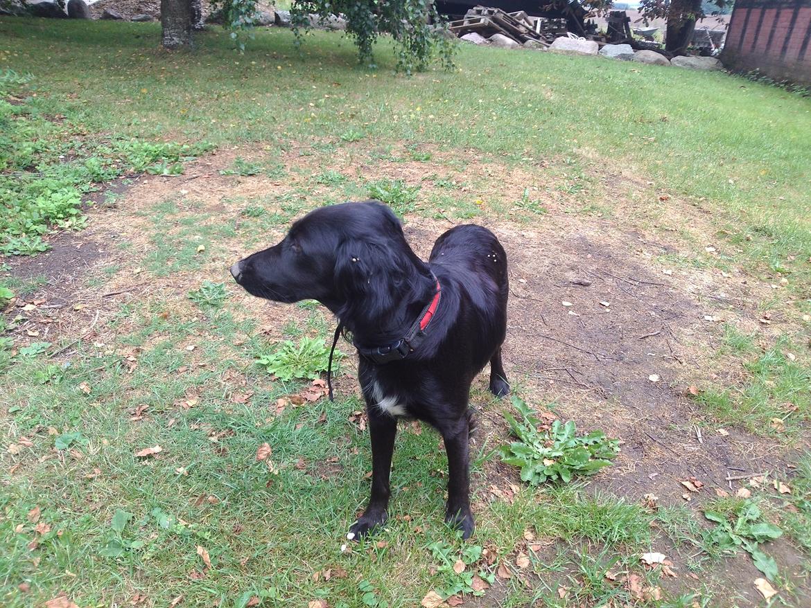 Blanding af racer Nala billede 7