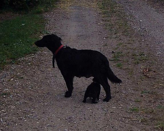 Blanding af racer Nala billede 23