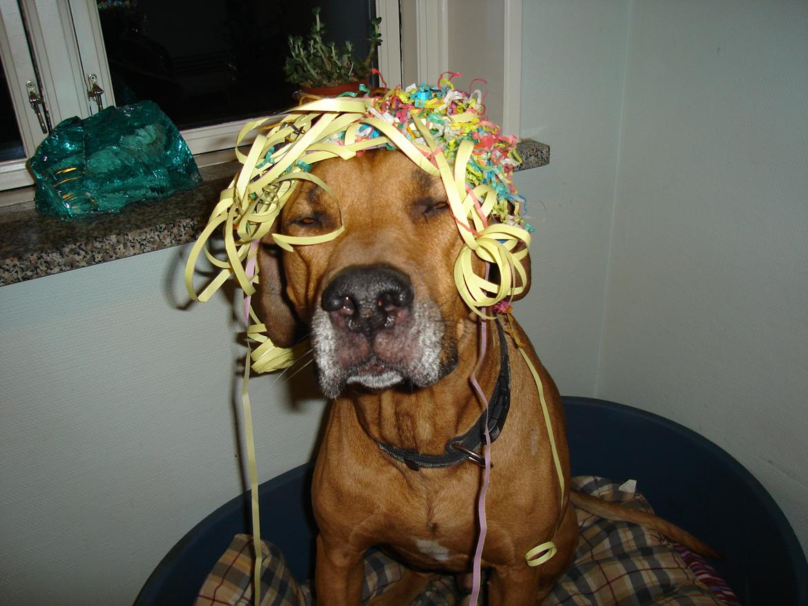 Rhodesian ridgeback Kuzonga's a Lion ( Leon )<3 <3 R.I.P. :''-( - Godt nytår a Lion <3<3 (Leon) billede 8