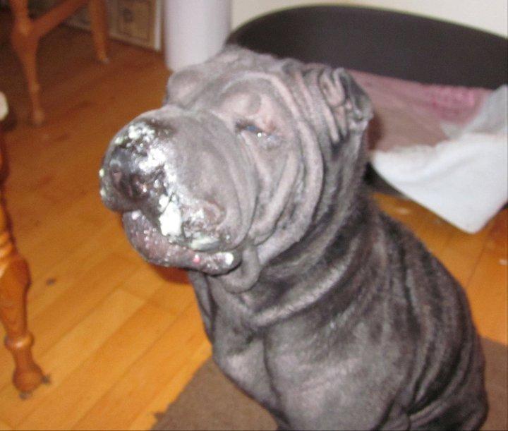 Shar pei Luna - efter jeg har fået mad af min far billede 1
