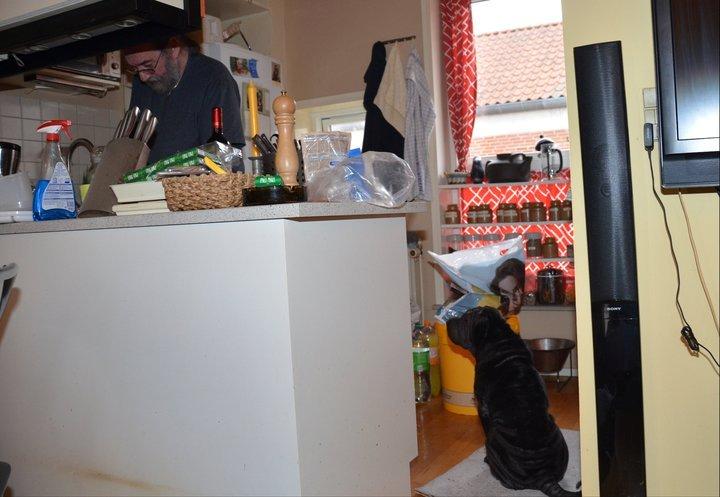 Shar pei Luna - far laver du mad til mig... jeg sidder jo så findt billede 2