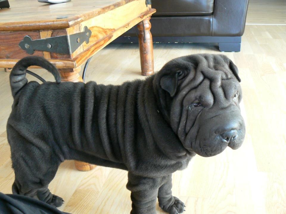 Shar pei Luna - jeg er ikke så gammel.... men gammel nok til og skal lave lidt balade billede 3