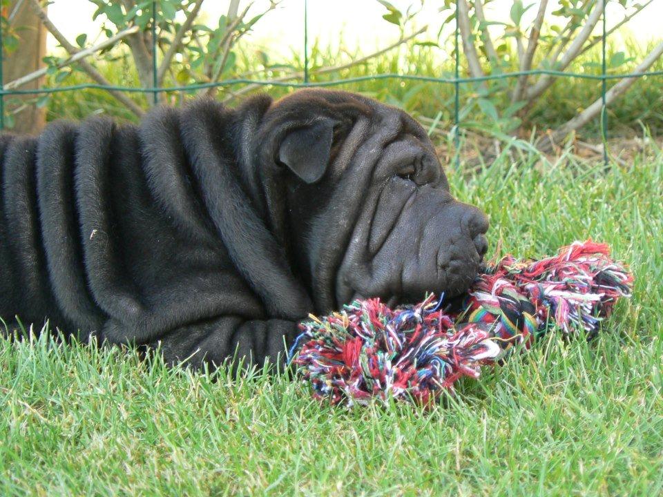 Shar pei Luna - mit første lægetøj billede 4