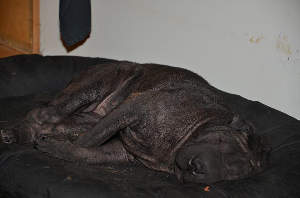 Shar pei Luna - jeg er bare træt og bære i bad og lege med min ven kvik billede 5