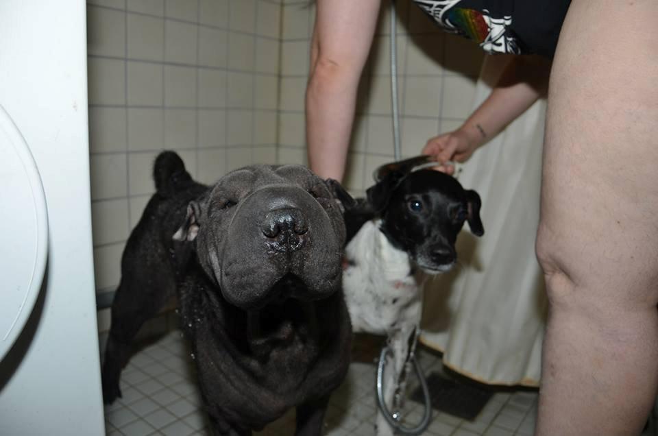 Shar pei Luna - så sage søster vi skulle i bad det er ikke sjovt billede 6