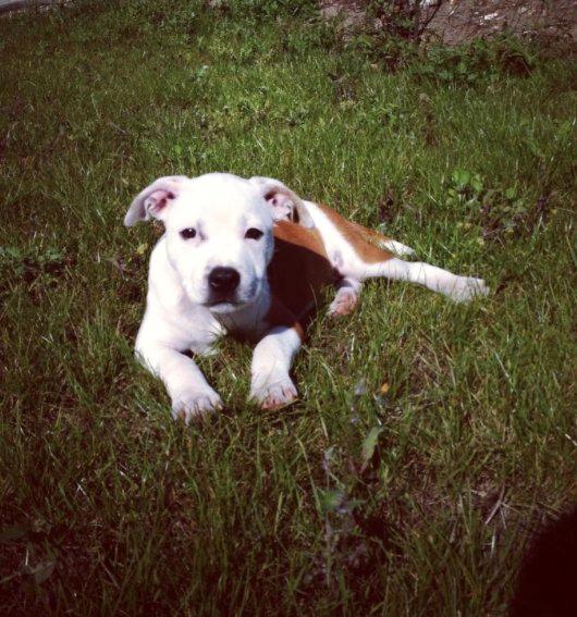 Staffordshire bull terrier Lucca billede 6