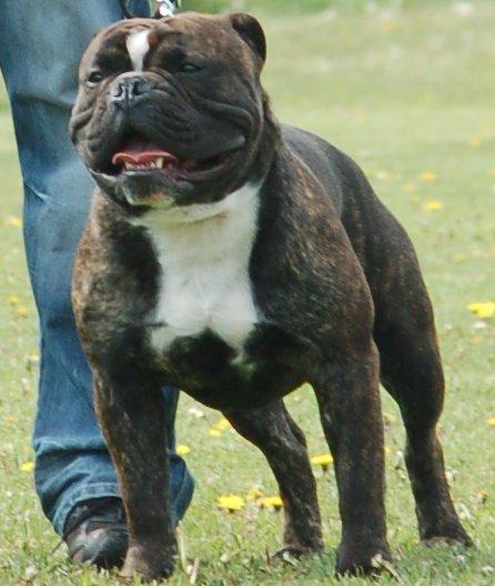 Olde english bulldogge Oliver billede 1