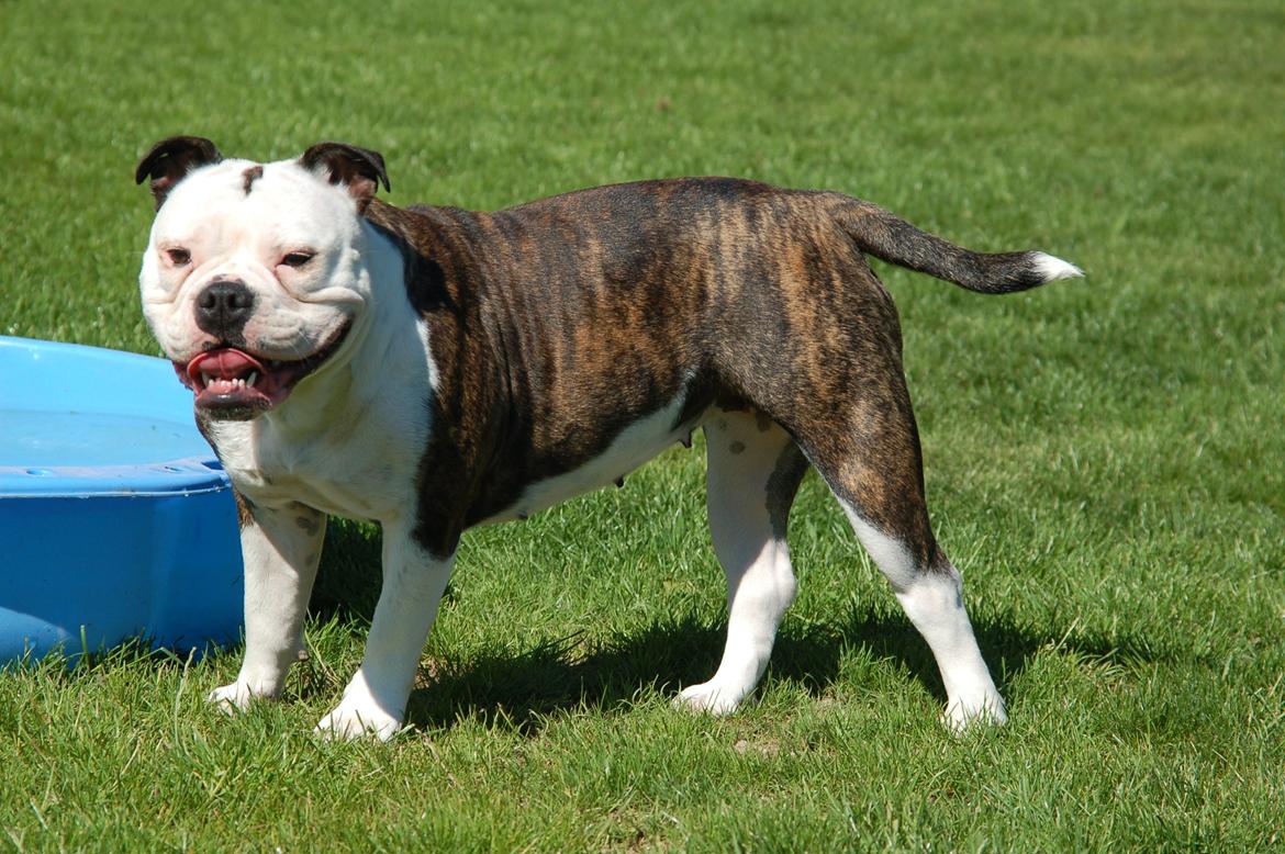 Olde english bulldogge Perle billede 1