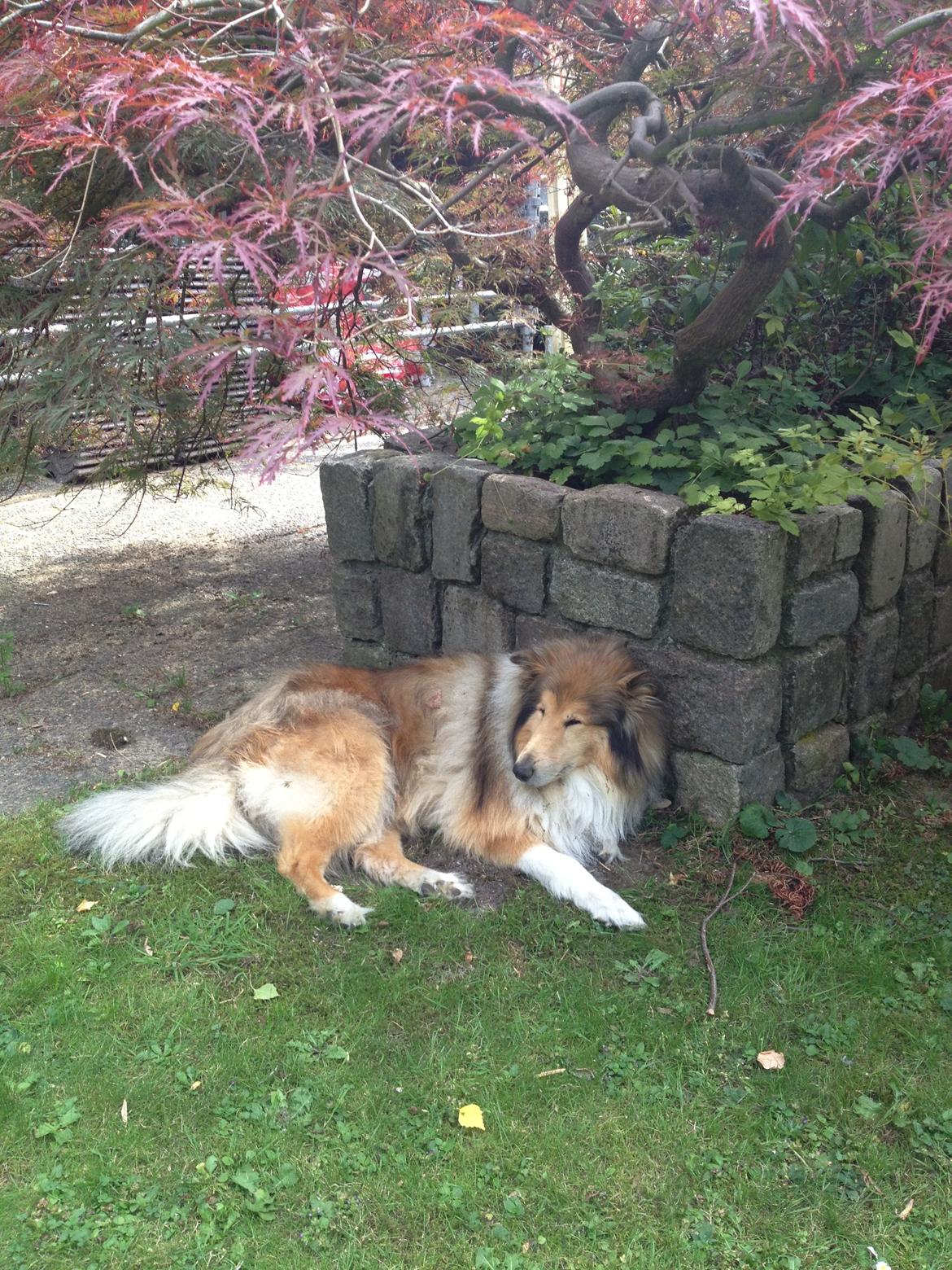 Collie langhåret Mac Ørtoft's Marco (Min livs ven) billede 13