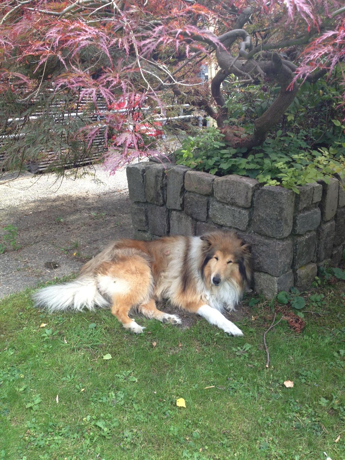 Collie langhåret Mac Ørtoft's Marco (Min livs ven) billede 14