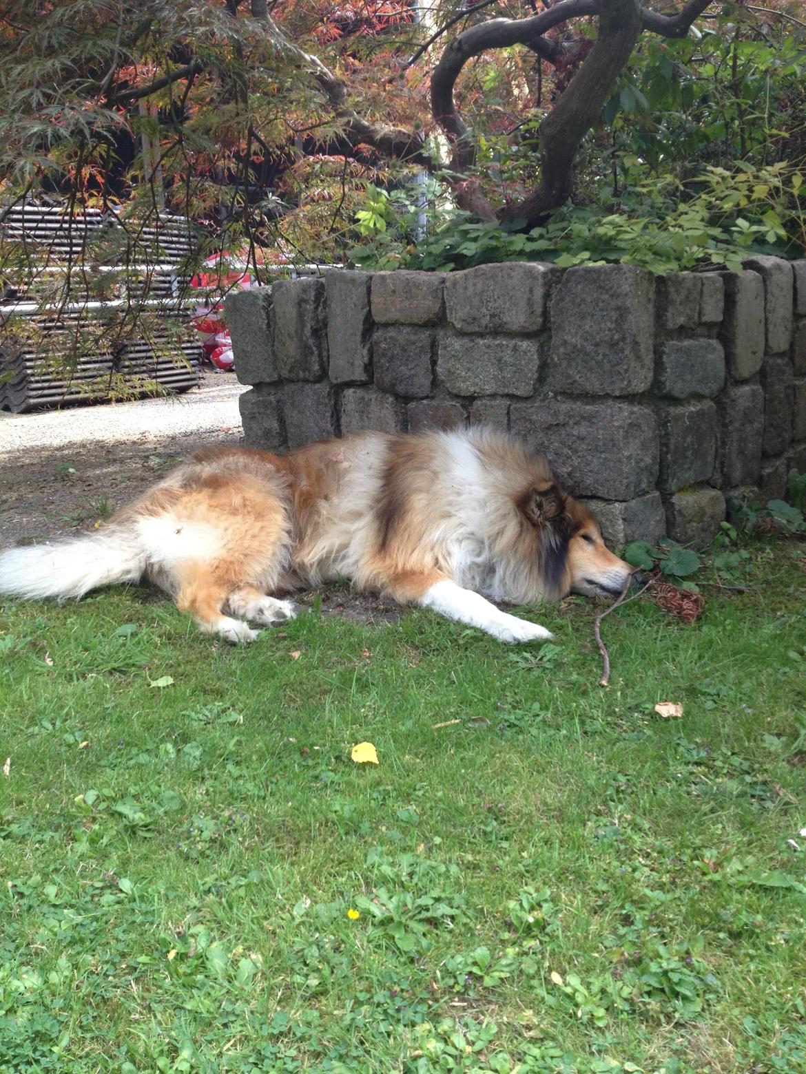 Collie langhåret Mac Ørtoft's Marco (Min livs ven) billede 15