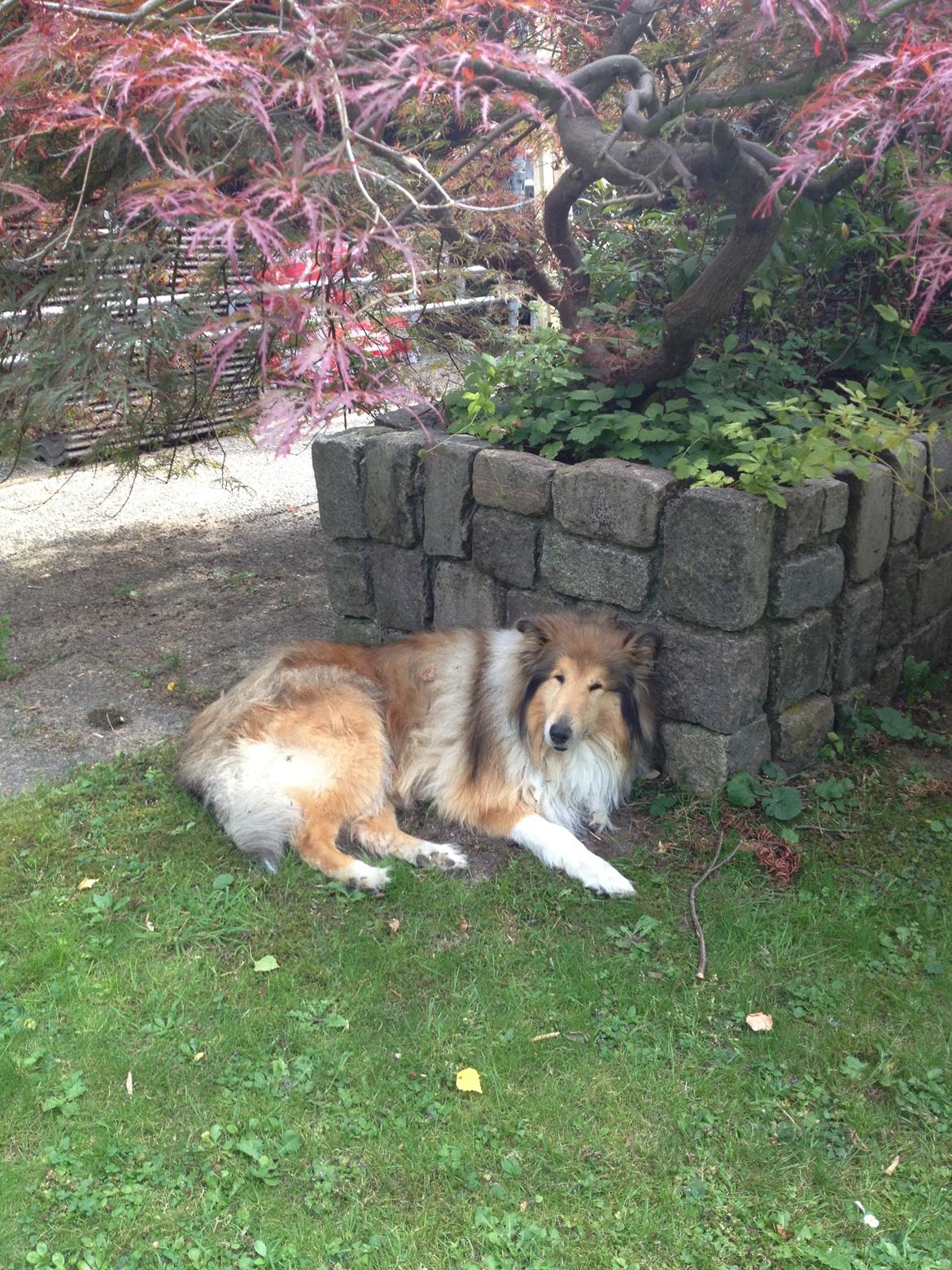 Collie langhåret Mac Ørtoft's Marco (Min livs ven) billede 16