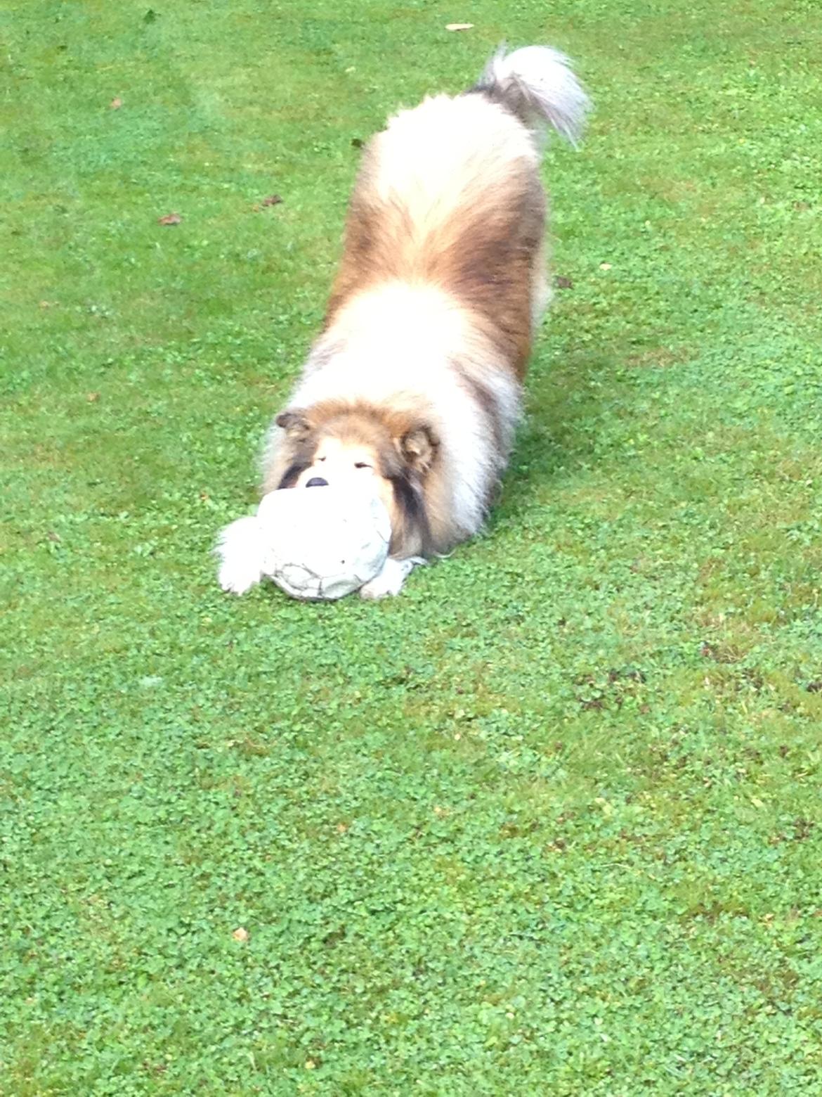 Collie langhåret Mac Ørtoft's Marco (Min livs ven) billede 17