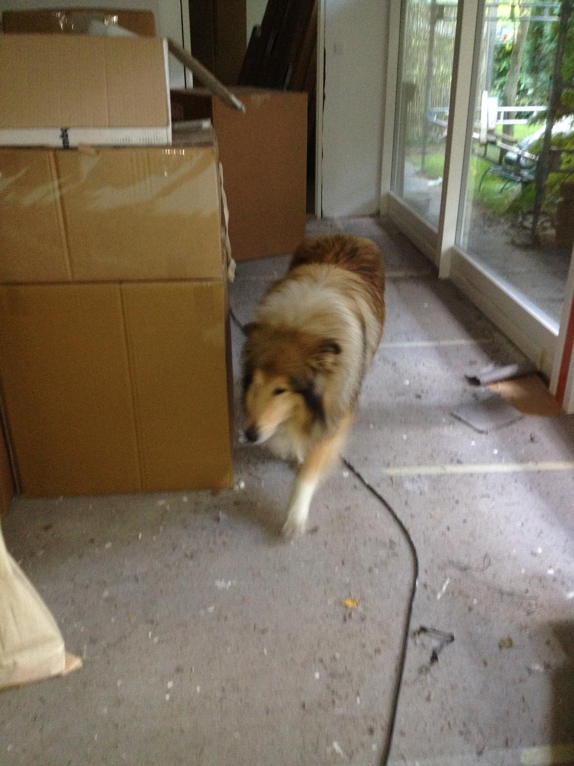 Collie langhåret Mac Ørtoft's Marco (Min livs ven) billede 18