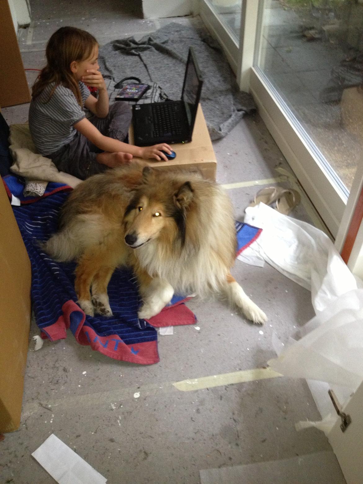 Collie langhåret Mac Ørtoft's Marco (Min livs ven) billede 19