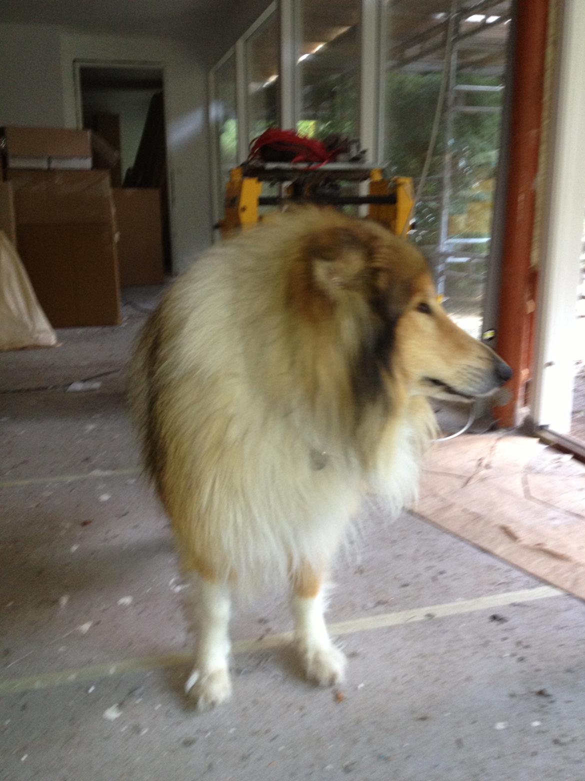 Collie langhåret Mac Ørtoft's Marco (Min livs ven) billede 20