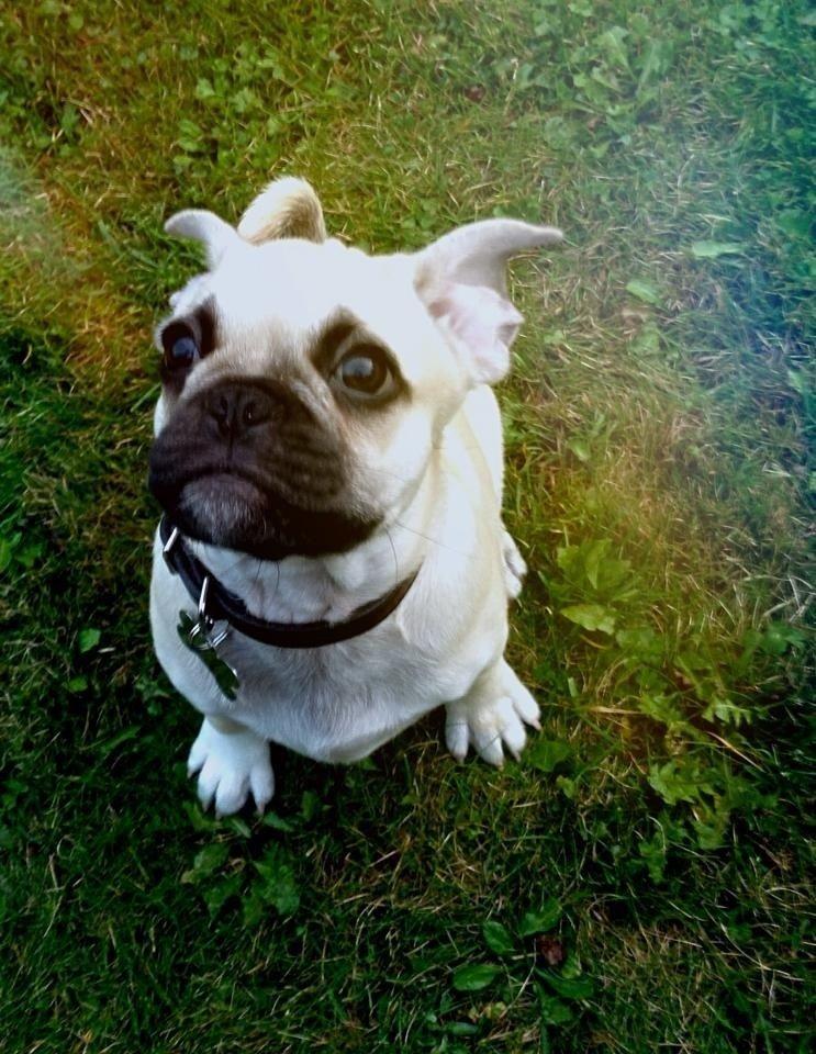 Blanding af racer Chinno - Fransk bulldog/Mops billede 8