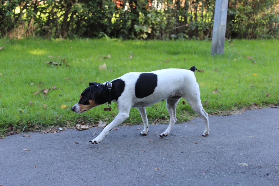 Dansk svensk gaardhund Freja billede 4