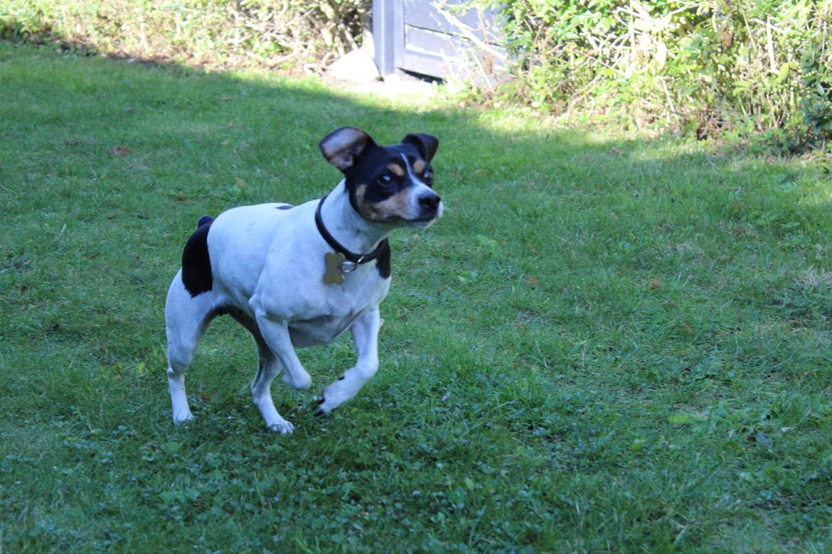 Dansk svensk gaardhund Freja billede 8