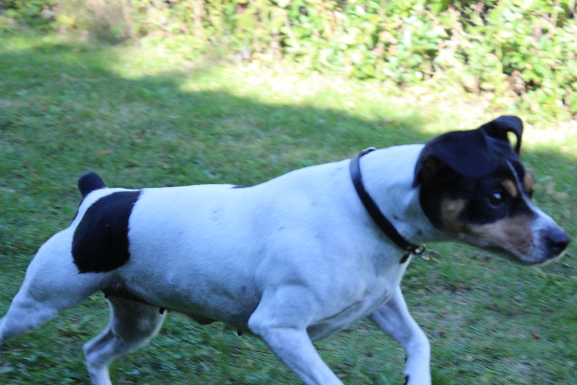 Dansk svensk gaardhund Freja billede 16