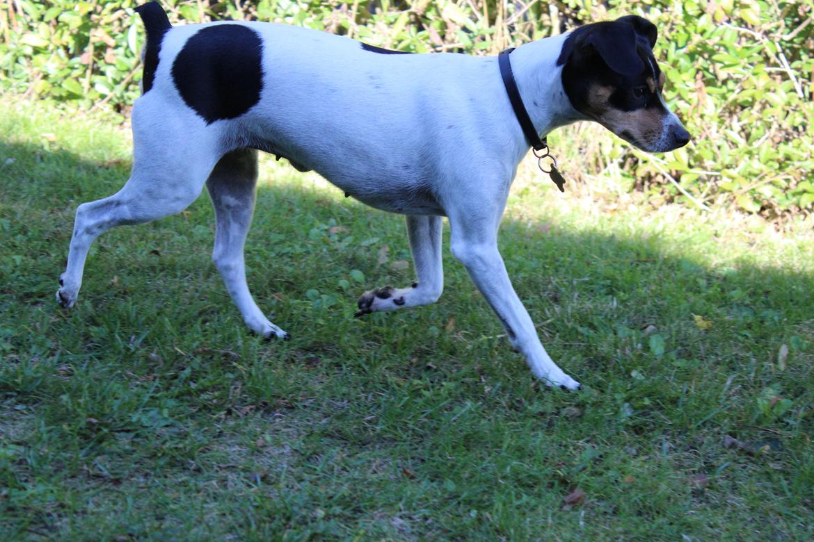 Dansk svensk gaardhund Freja billede 17