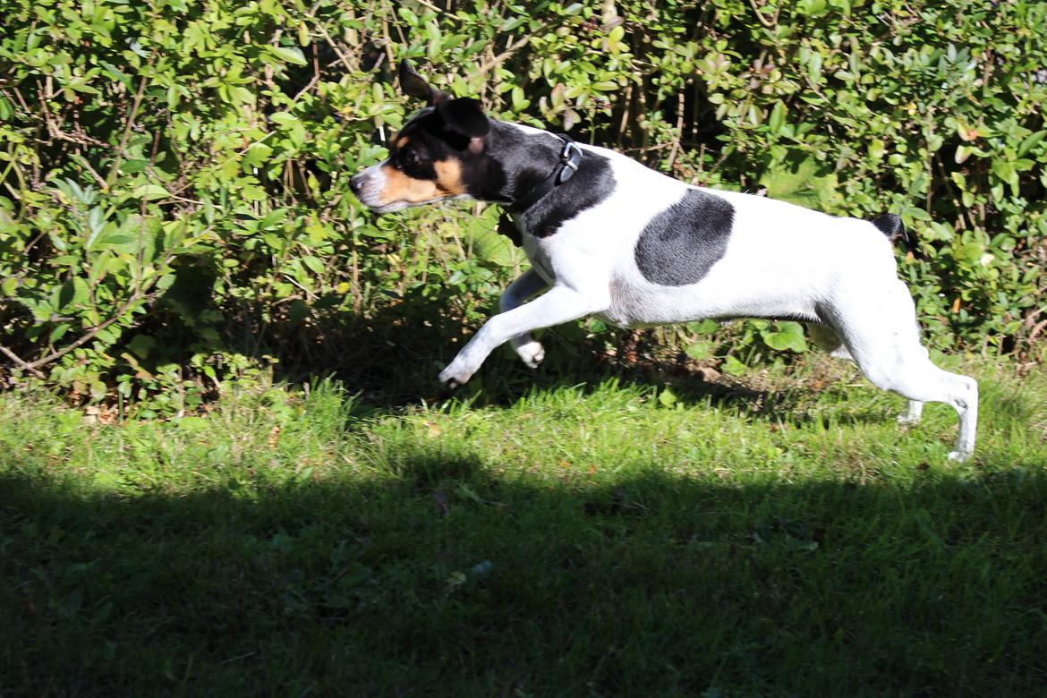 Dansk svensk gaardhund Freja billede 18