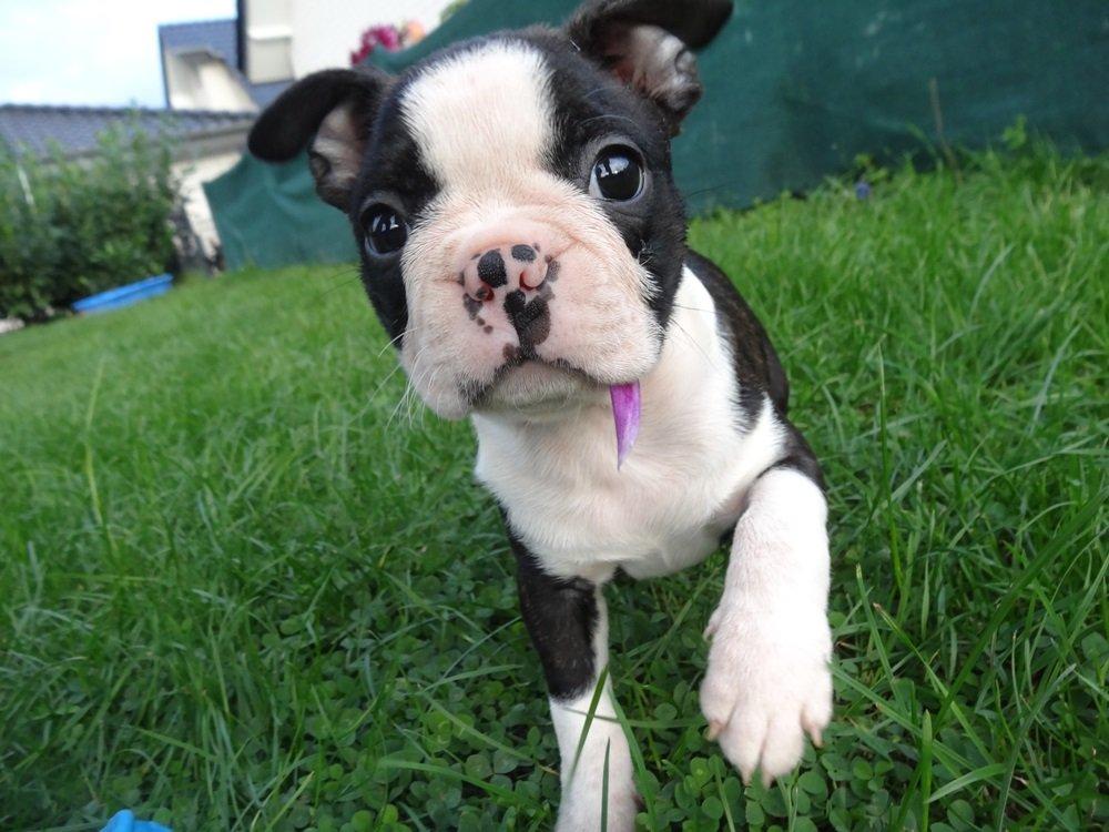 Boston terrier Pusle billede 2