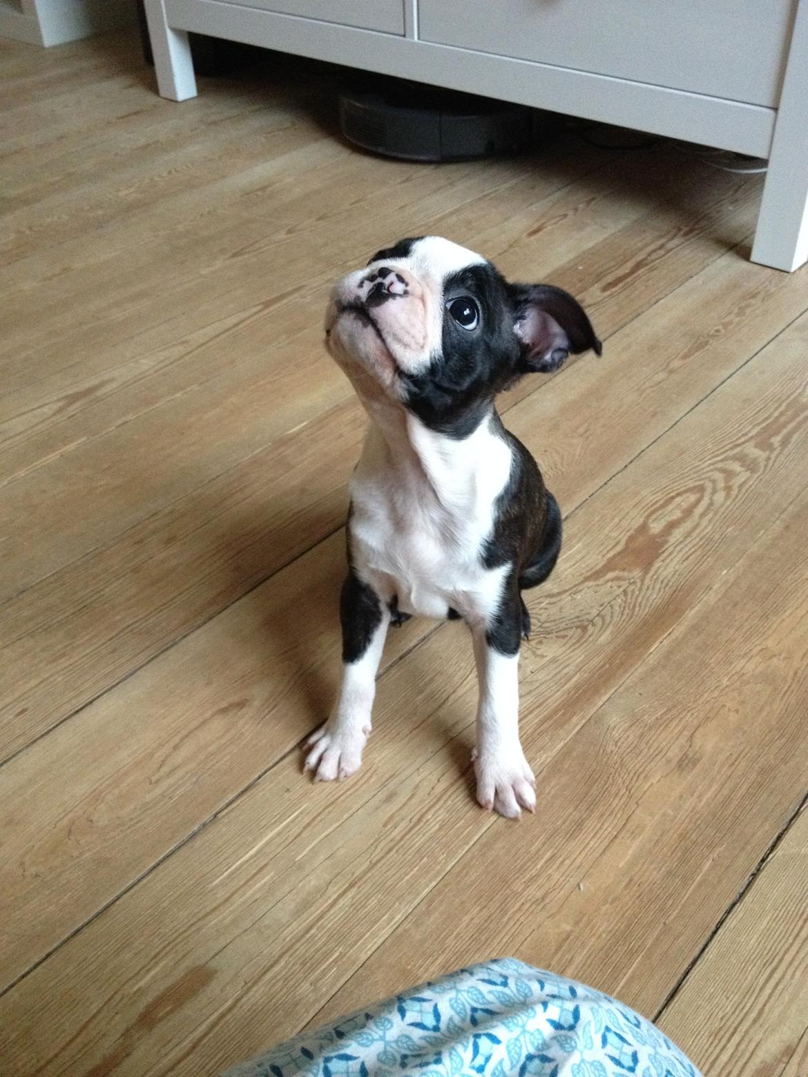 Boston terrier Pusle billede 1