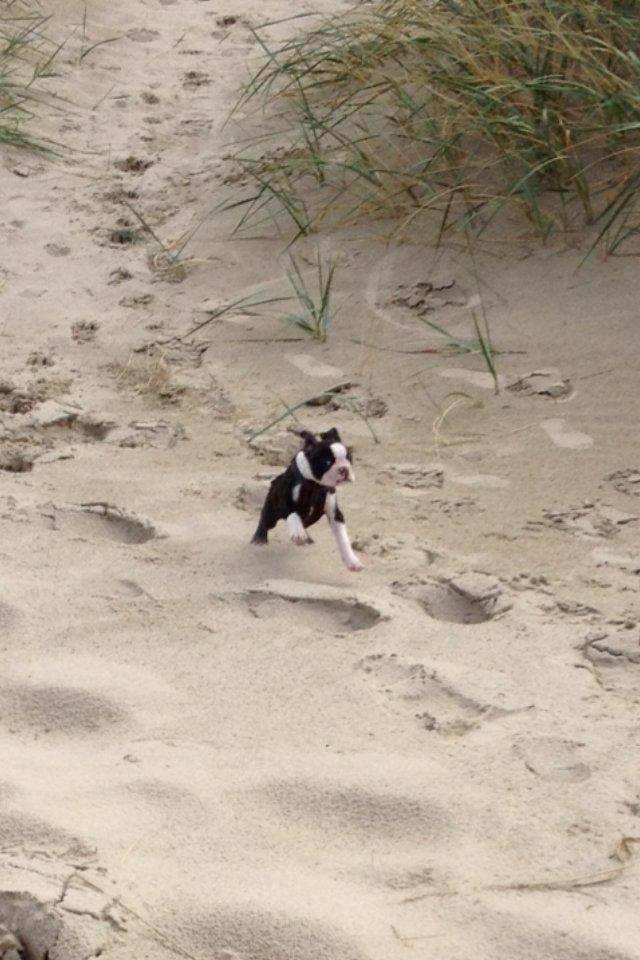 Boston terrier Pusle billede 3