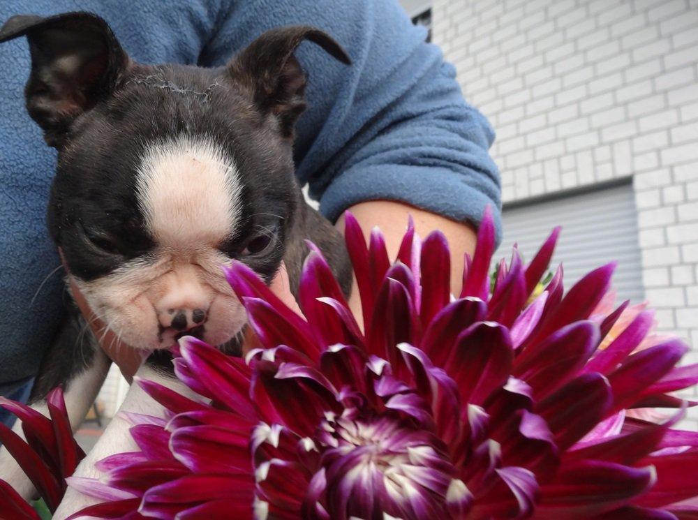 Boston terrier Pusle billede 4