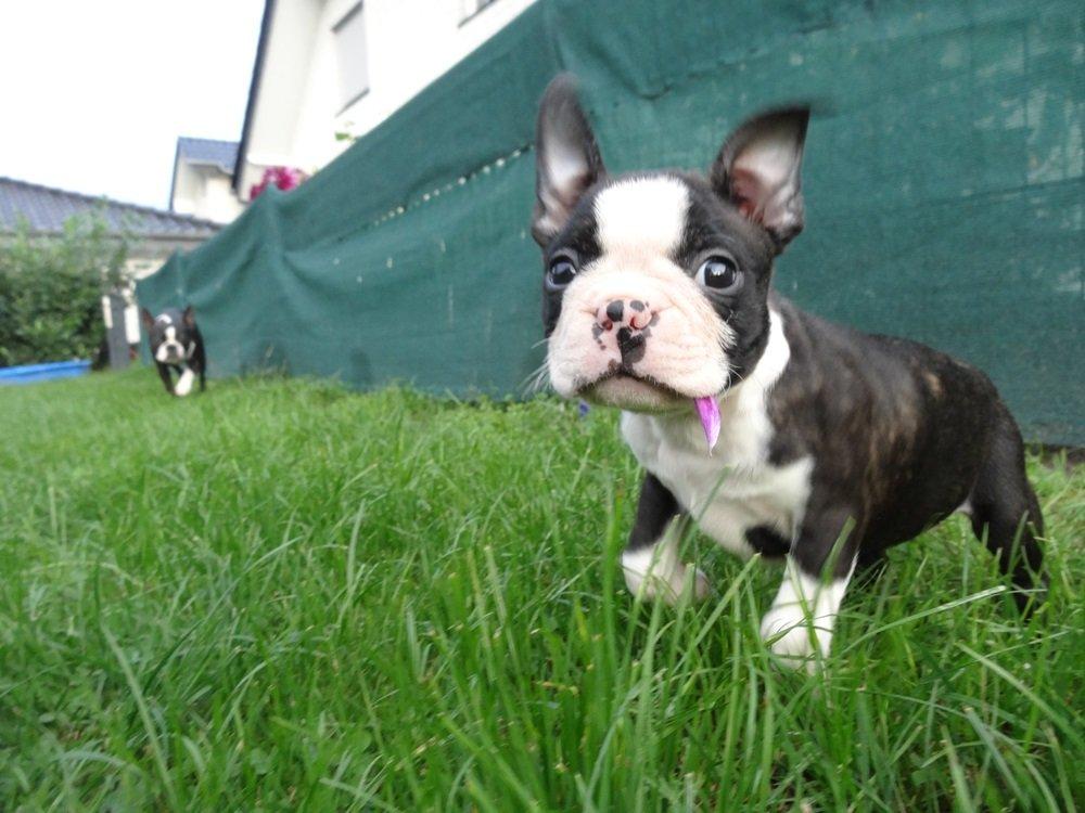 Boston terrier Pusle billede 5