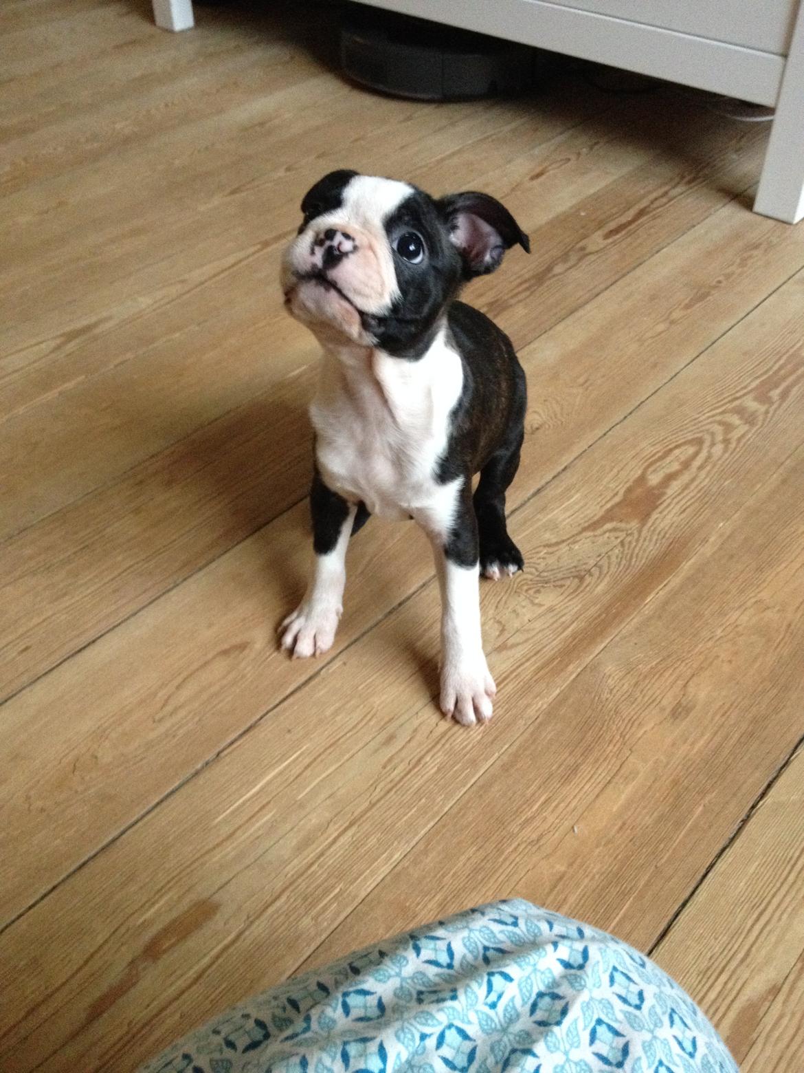 Boston terrier Pusle billede 6