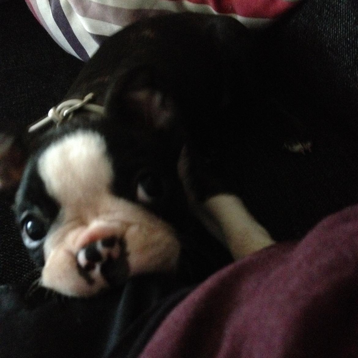 Boston terrier Pusle billede 7