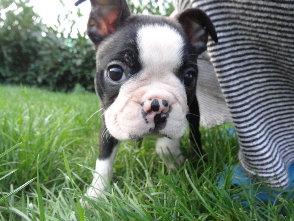 Boston terrier Pusle billede 8