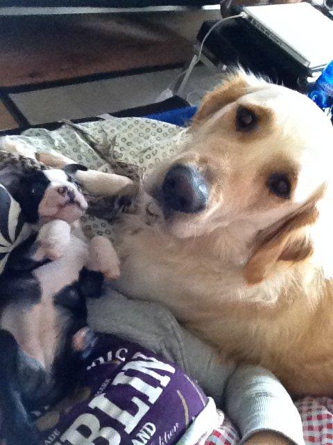 Boston terrier Pusle billede 9