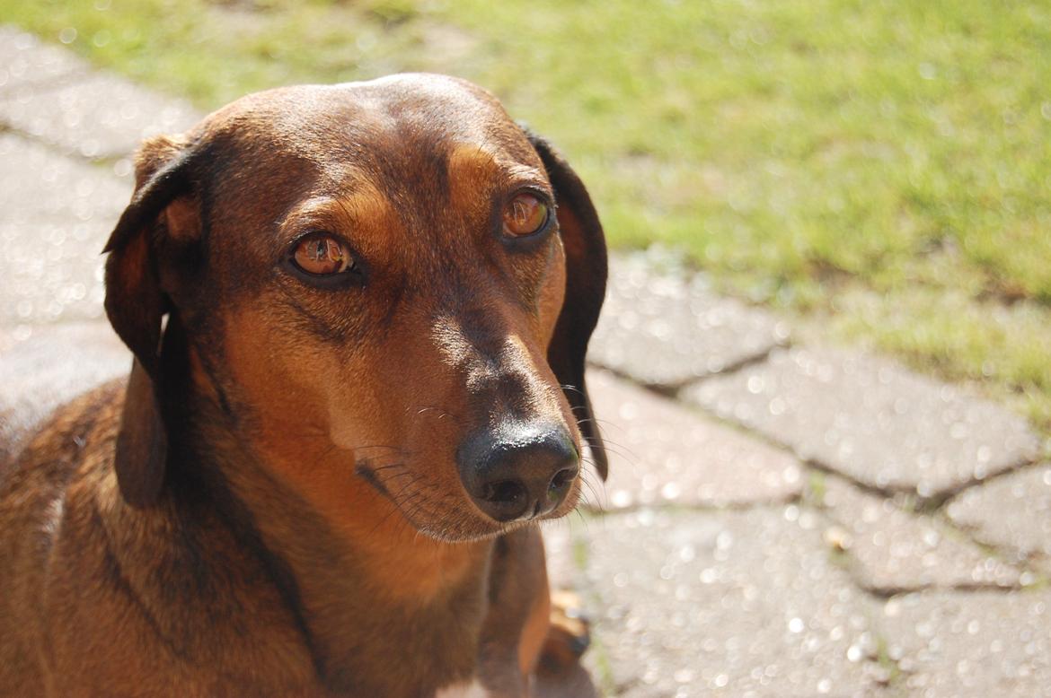 Gravhund Buster billede 3