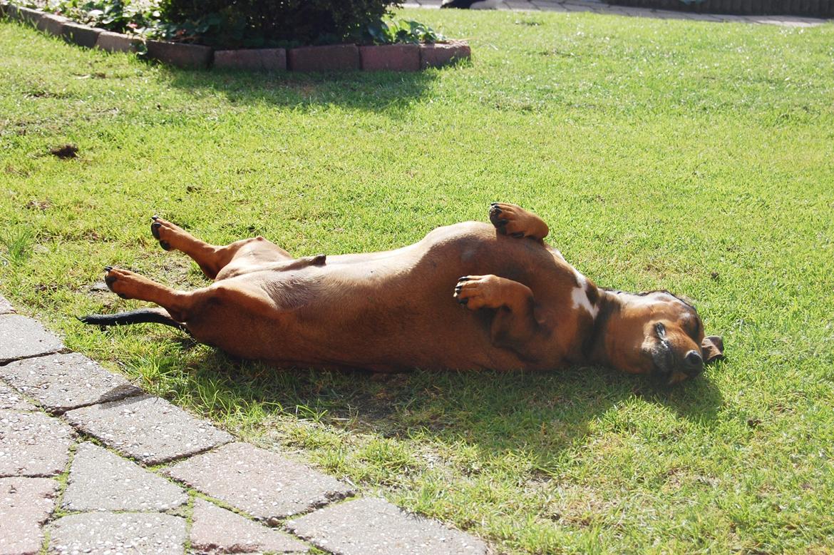 Gravhund Buster billede 4