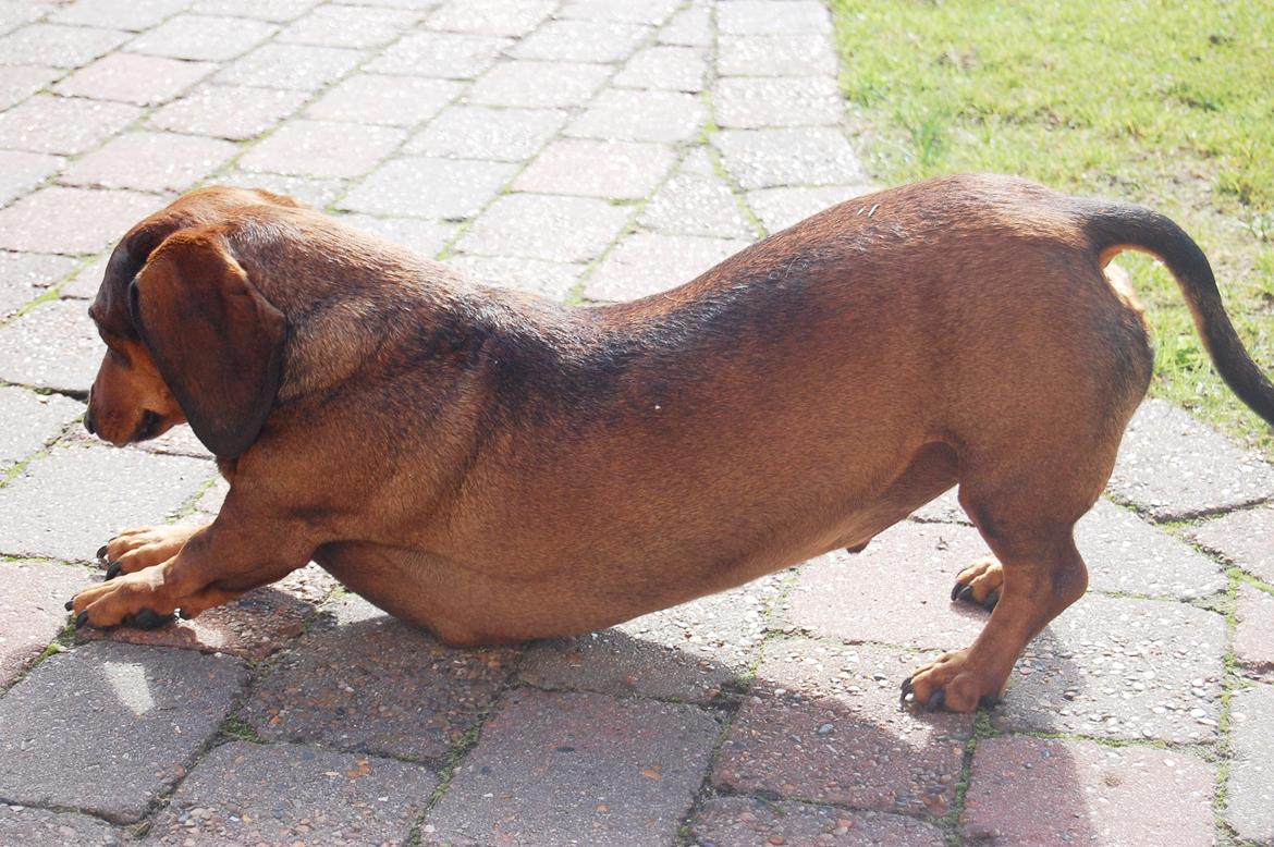 Gravhund Buster billede 6