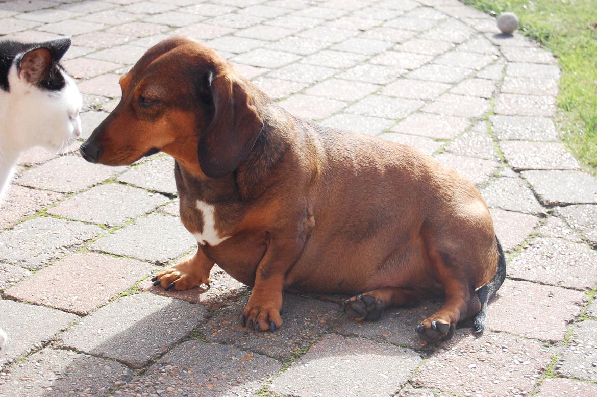 Gravhund Buster billede 8